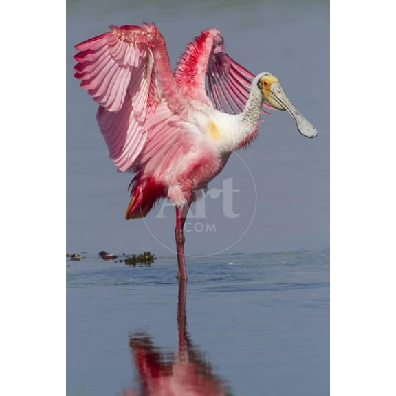 Adult Roseate Spoonbill Platalea Ajaja, Unframed Photographic Print Wall Art by Lynn M^ Stone Sold by ArtCom
