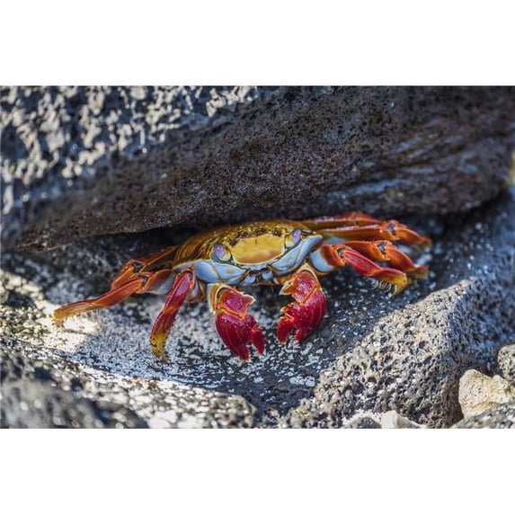 Adult Sally Lightfoot Crab Grapsus Grapsus Under Grey Rock - Galapagos Islands Ecuador Poster Print by Nick Dale - 36 x 24 - Large