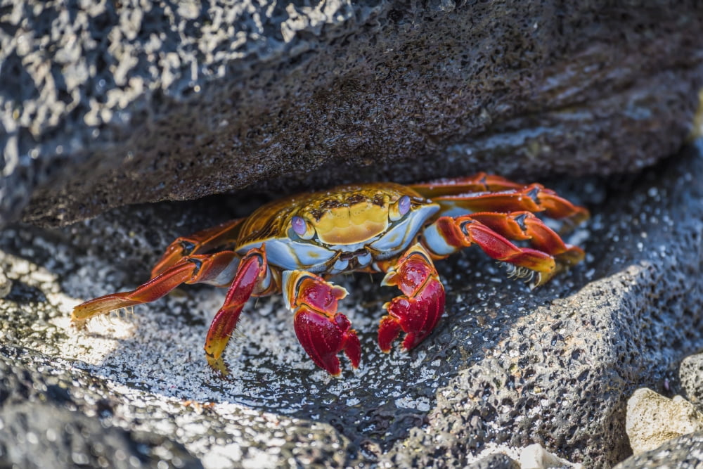 Adult Sally Lightfoot crab (Grapsus grapsus) under grey rock Galapagos Islands Ecuador Canvas Art - Nick Dale Design Pics (18 x 12)