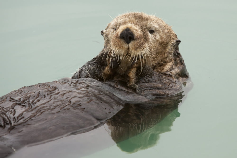 An Adult Sea Otter Floats In The Calm Waters Of The Valdez Small Boat Harbor Southcentral Alaska Summer Canvas Art - Doug Lindstrand Design Pics (17 x 11)