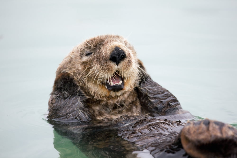 An Adult Sea Otter Floats In The Calm Waters Of The Valdez Small Boat Harbor Southcentral Alaska Summer Canvas Art - Doug Lindstrand Design Pics (18 x 12)