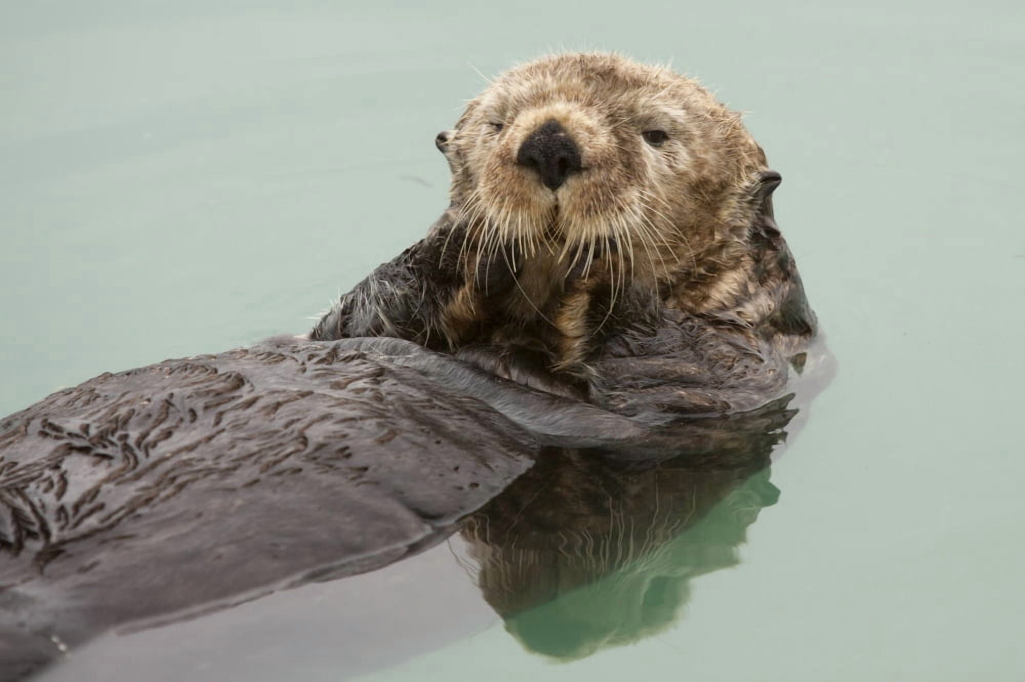 An Adult Sea Otter Floats In The Calm Waters Of The Valdez Small Boat Harbor Southcentral Alaska Summer Canvas Art - Doug Lindstrand Design Pics (34 x 22)