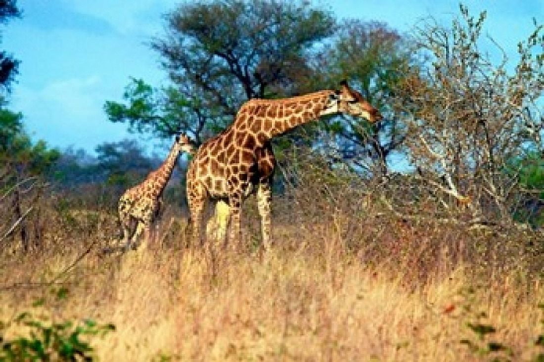Adult and baby Cape Giraffe (Giraffa camelopardalis giraffa) Kruger National park South Africa Canvas Art - Miva Stock DanitaDelimont (16 x 11)