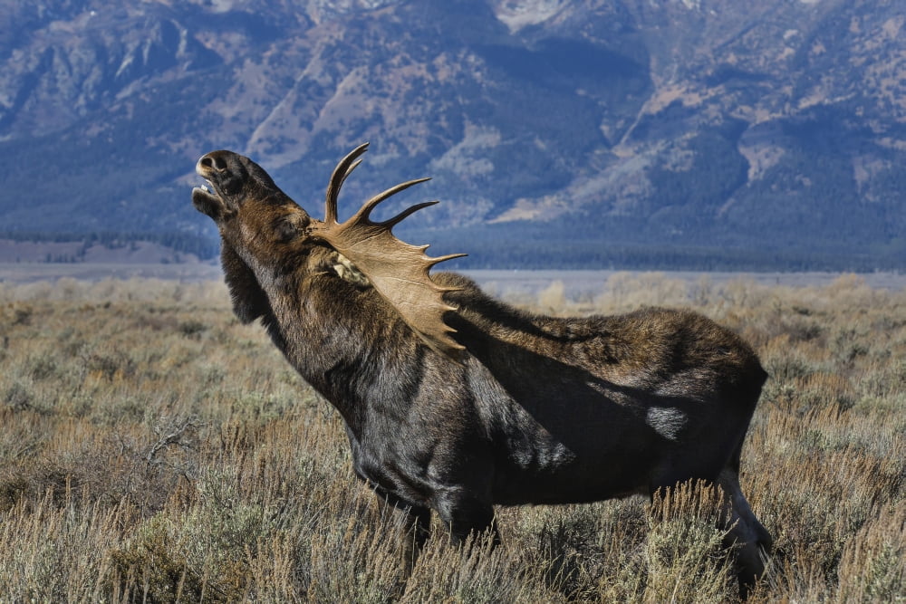 Adult bull moose vocalizing Grand Teton National Park Wyoming USA Canvas Art - Rob Daugherty Design Pics (18 x 12)
