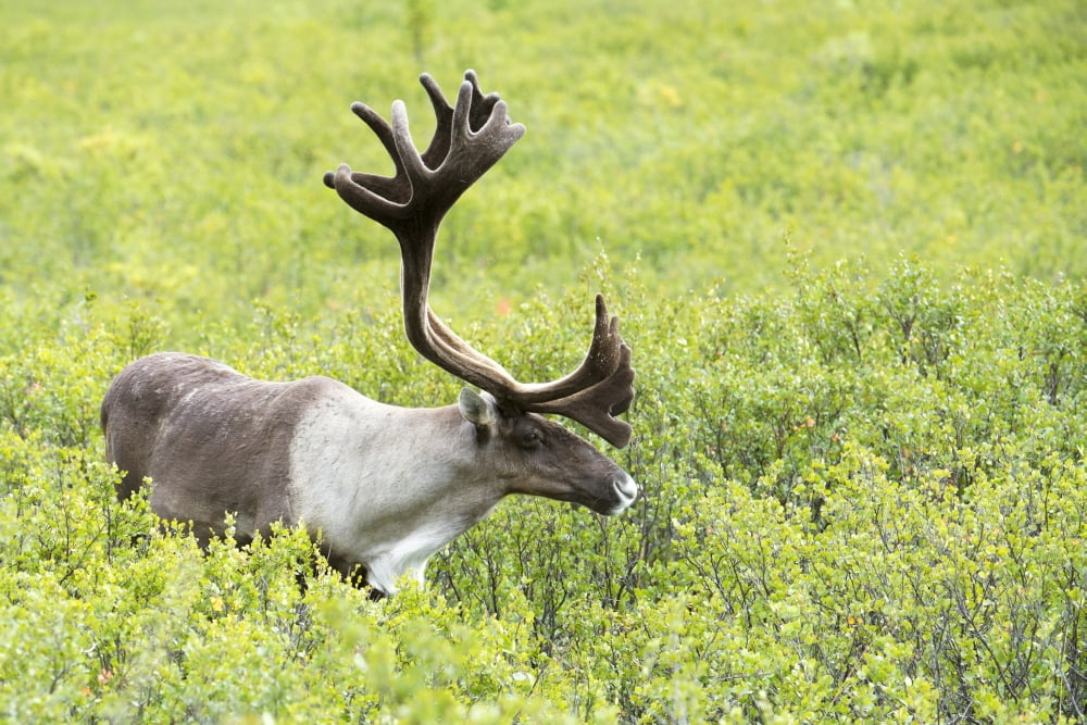 Adult male Caribou foraging amongst willow brush Alaska Canvas Art - Cathy Hart  Design Pics (36 x 24)