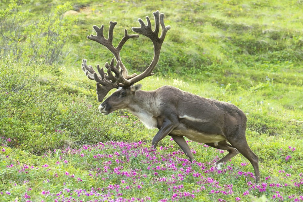 Adult male Caribou on hillside with wildflowers in the foreground Alaska Canvas Art - Cathy Hart Design Pics (18 x 12)