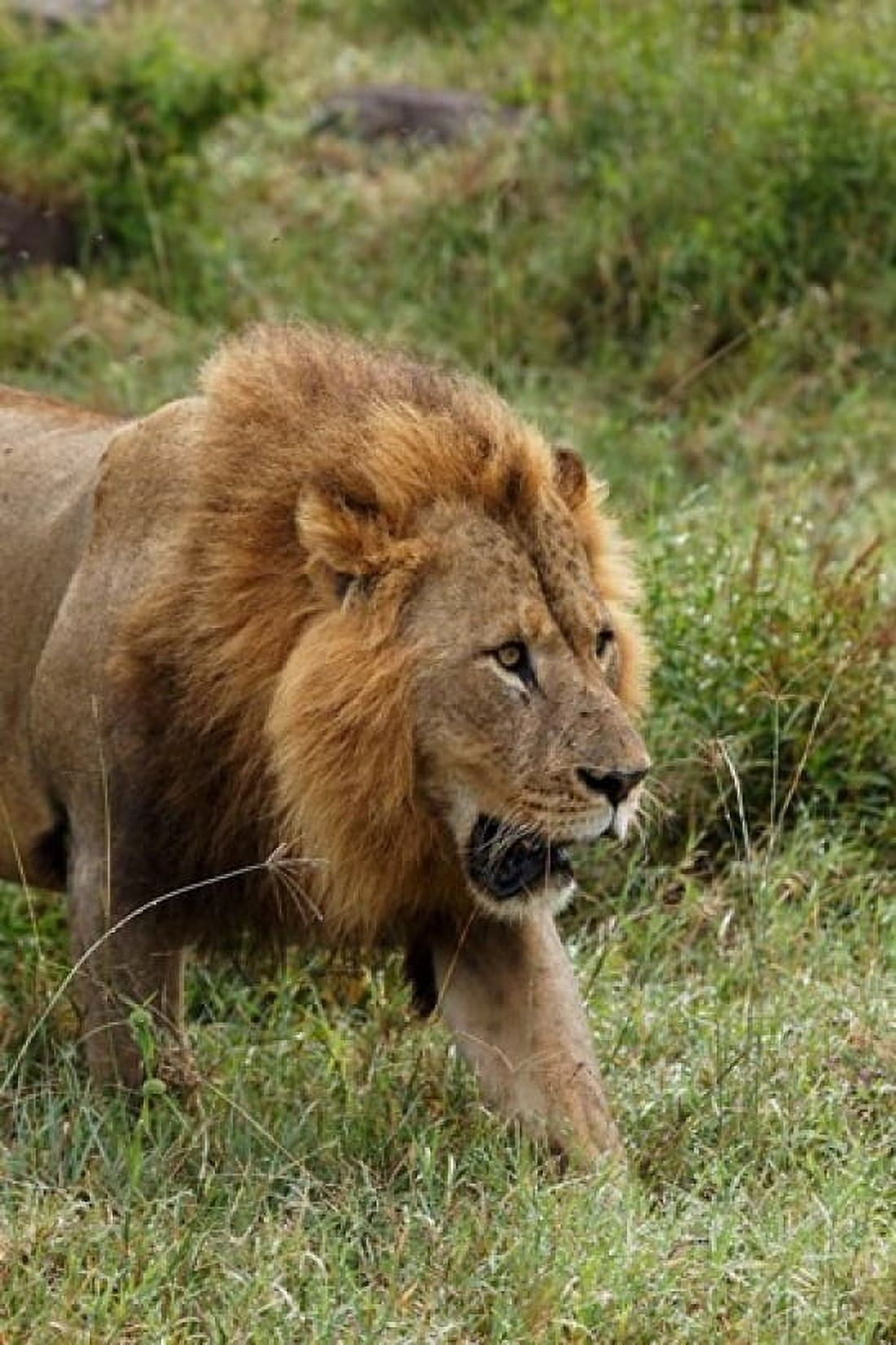 Adult male lion Lake Nakuru National Park Kenya Canvas Art - Adam Jones DanitaDelimont (23 x 35)