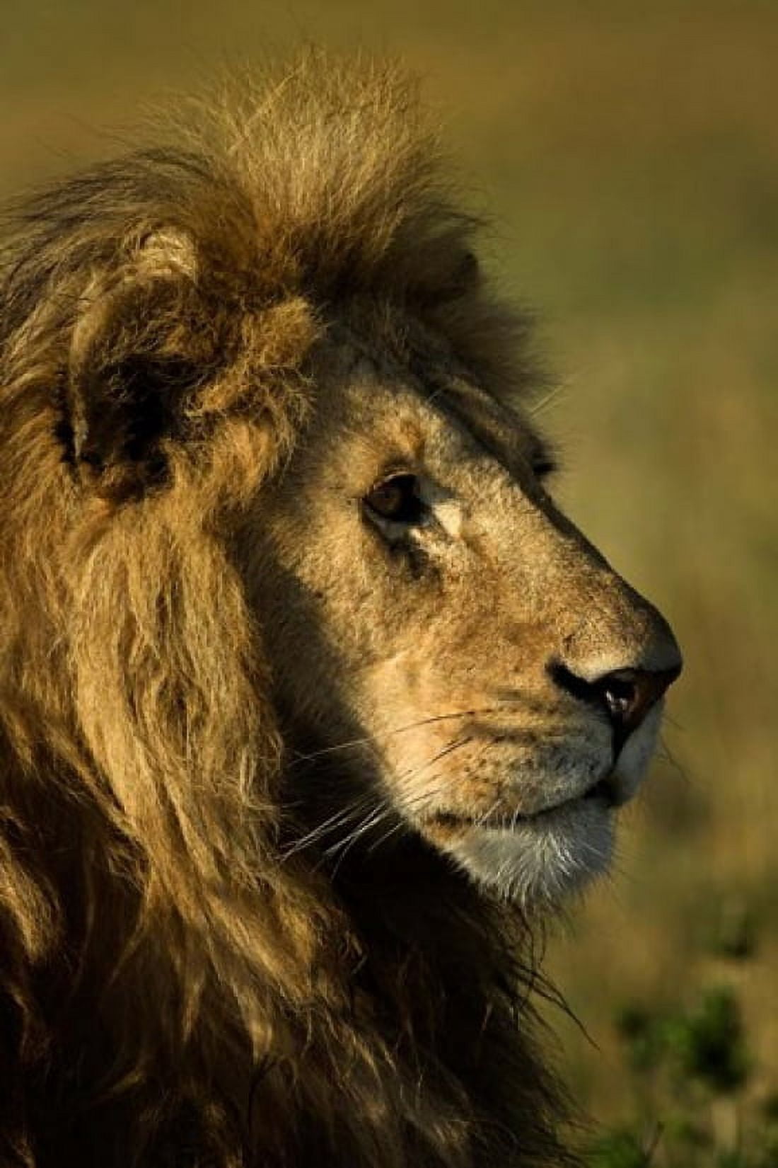 Adult male lion Maasai Mara Kenya Canvas Art - Adam Jones DanitaDelimont (23 x 35)