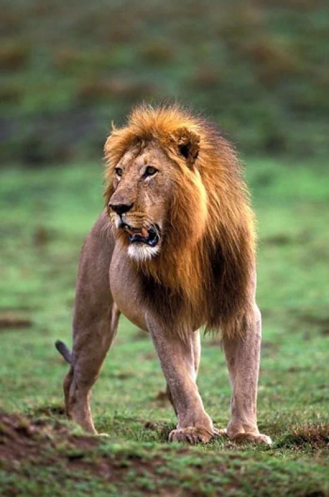Adult male lion Masai Mara Game Reserve Kenya Canvas Art - Adam Jones DanitaDelimont (24 x 35)