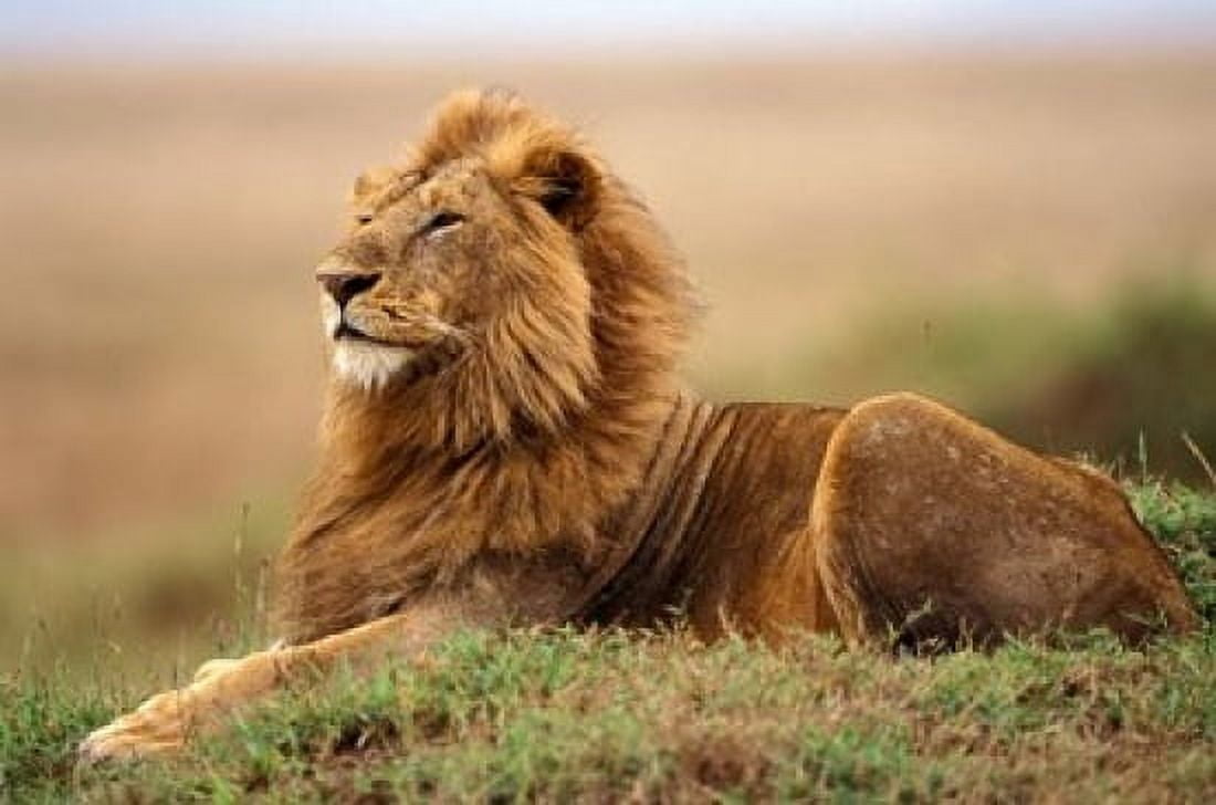 Adult male lion on termite mound Canvas Art - Adam Jones DanitaDelimont (36 x 24)