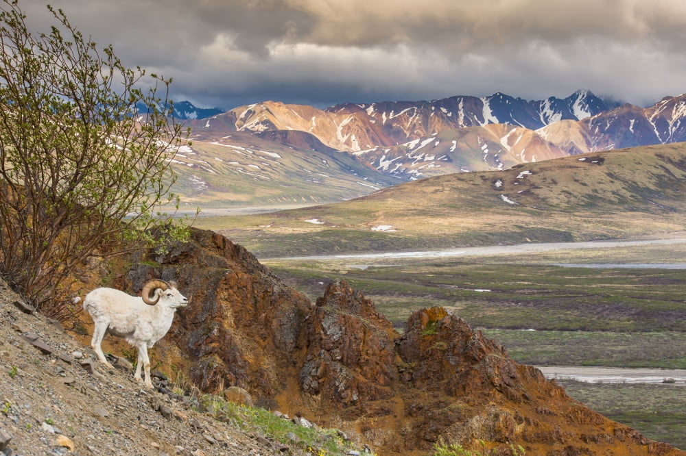 Adult ram Dall Sheep on a hillside overlooking Polychrome Pass and the Alaska Range Denali National Park Interior Alaska Canvas Art - Michael Jones Design Pics (19 x 12)