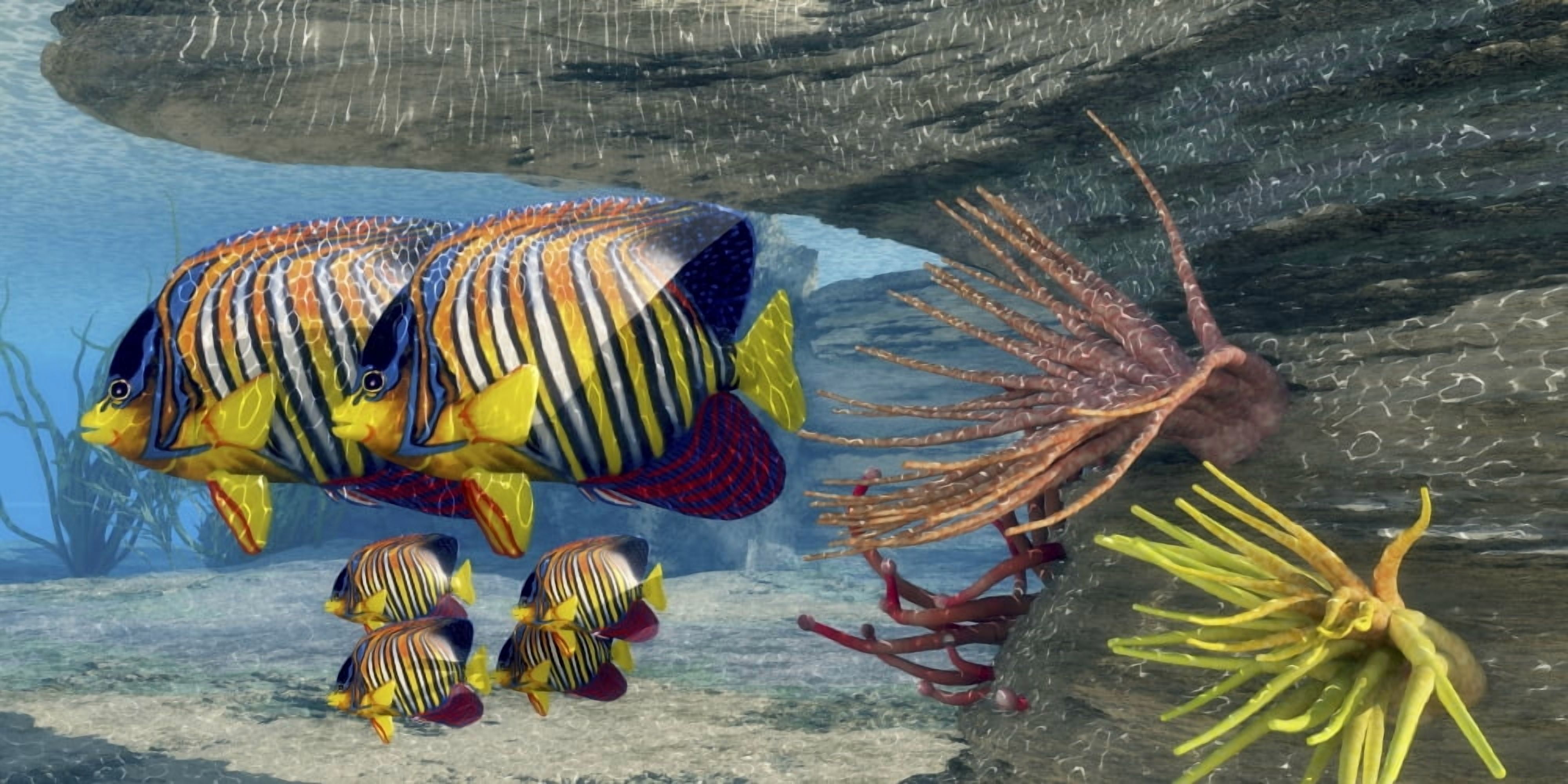 Adult royal angelfish parents guarding their young Canvas Art - Corey FordStocktrek Images (40 x 20)