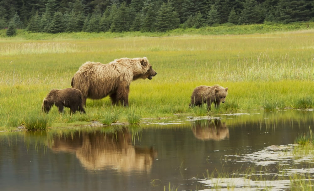 Adult sow Grizzly bear with two cubs Silver Salmon Creek Lake Clark National Park and Preserve Southcentral Alaska Canvas Art - Phil Pringle Design Pics (38 x 24)