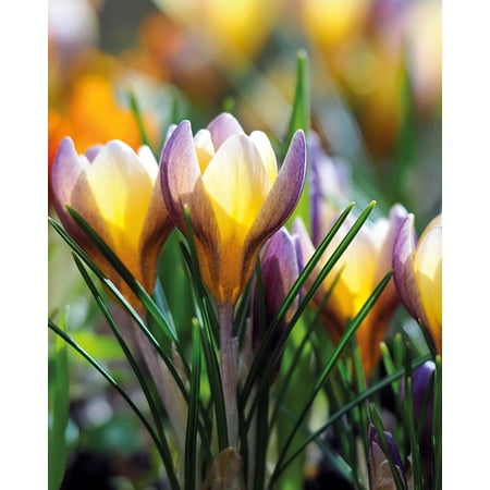 Advance Snow Crocus 15 Bulbs - Very Hardy! - 5/+ cm Bulbs