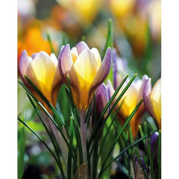Advance Snow Crocus 15 Bulbs - Very Hardy! - 5/+ cm Bulbs