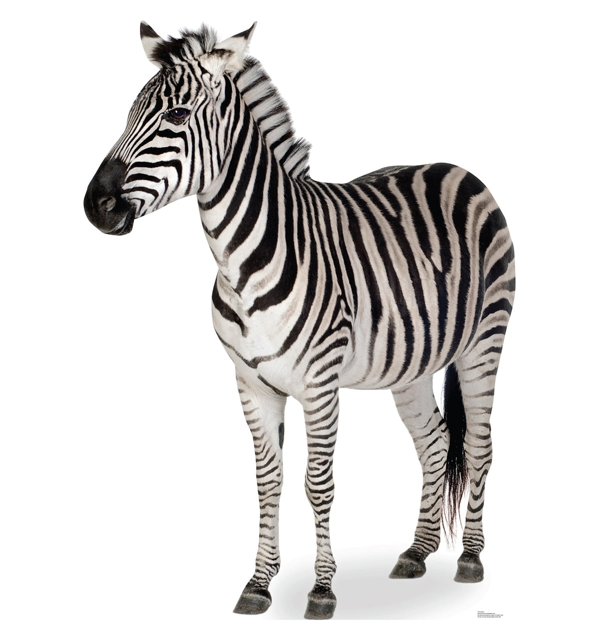 Life-Size Black and White Zebra Cardboard Standup