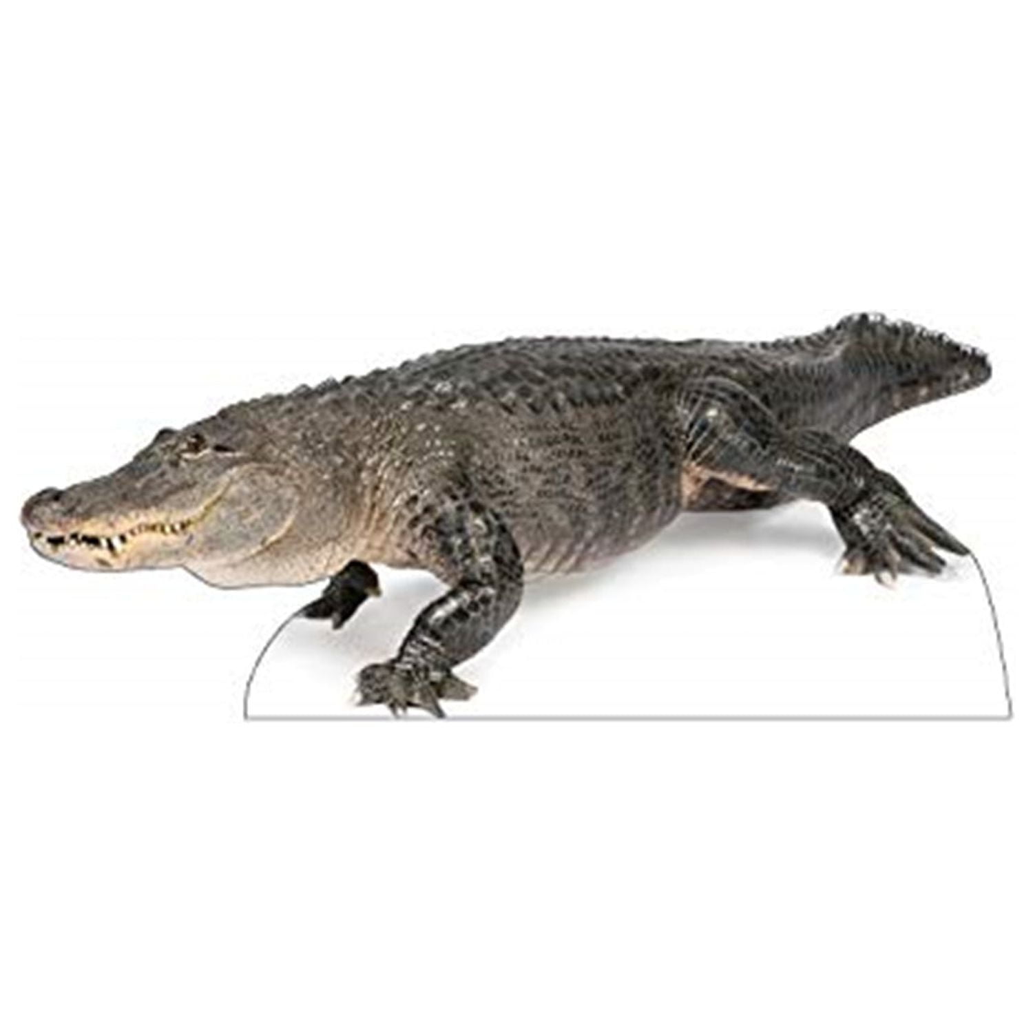 31'' Life-Size American Alligator Cardboard Standup