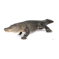thumbnail image 1 of Advanced Graphics 1482 American Alligator - 31" x 75" Cardboard Standup, 1 of 2