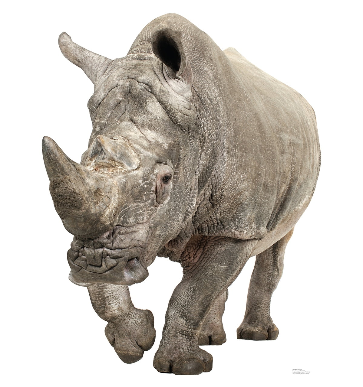 Life-size White Rhinoceros Cardboard Standup with Photographic Image