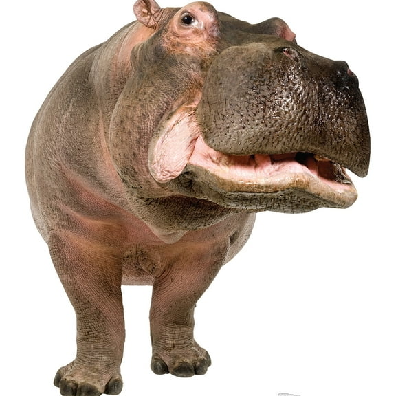 Advanced Graphics 1484 Hippopotamus - 56" x 49" Cardboard Standup