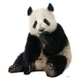 thumbnail image 1 of Advanced Graphics 1485 Giant Panda - 57" x 49" Cardboard Standup, 1 of 3
