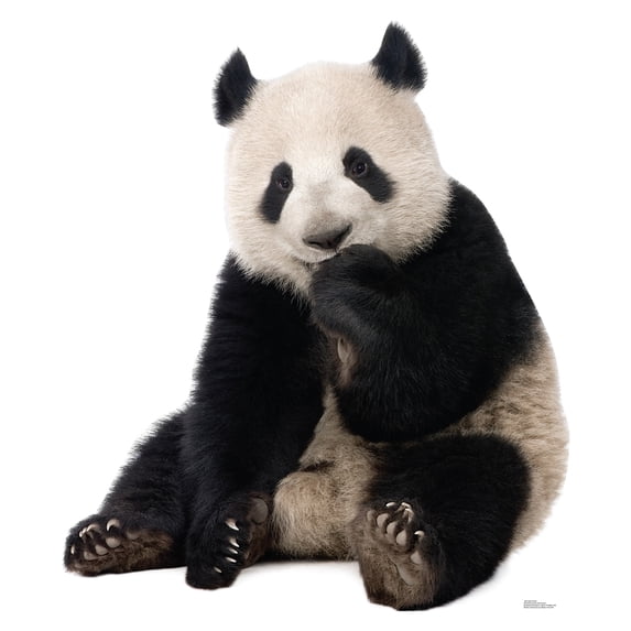 Advanced Graphics 1485 Giant Panda - 57" x 49" Cardboard Standup