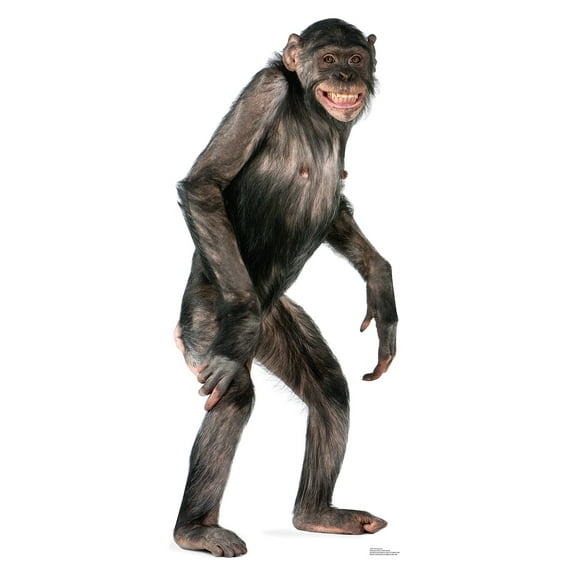 Advanced Graphics 1487 Chimpanzee - 56" x 23" Cardboard Standup