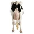 thumbnail image 1 of Advanced Graphics 1489 Cow Rear - 61" x 25" Cardboard Standup, 1 of 2