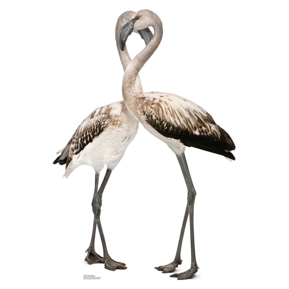 Advanced Graphics 1490 Flamingos-Lovebirds - 47" x 32" Cardboard Standup