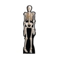 thumbnail image 1 of Skeleton, 1 of 3