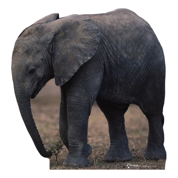 Advanced Graphics 224T Baby Elephant -TALKING - 55" x 54" Cardboard Standup