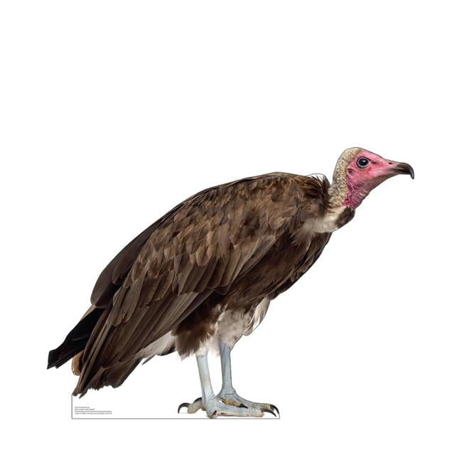 Life-Size Hooded Vulture Cardboard Cutout Standee
