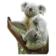 thumbnail image 1 of Koala Bear, 1 of 5