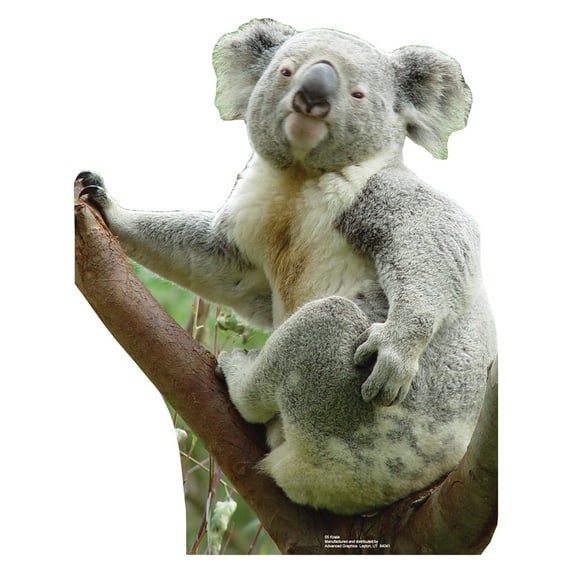 Koala Bear