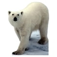 thumbnail image 1 of Polar Bear, 1 of 2