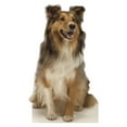 thumbnail image 1 of Advanced Graphics 624 Collie Dog- 36" x 24" Cardboard Standup, 1 of 2