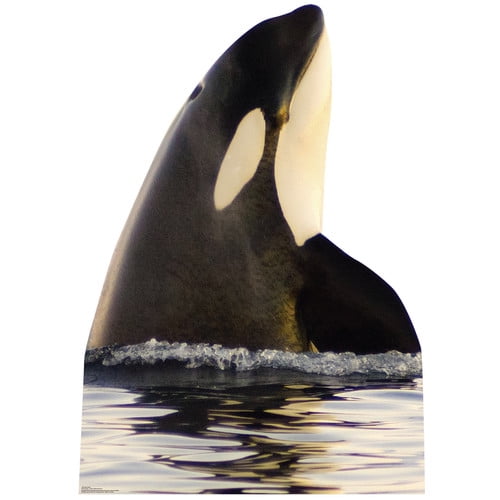 Life-Size Killer Whale Black and White Cardboard Standup
