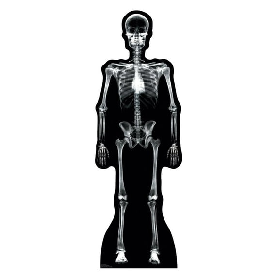 X-Ray Skeleton