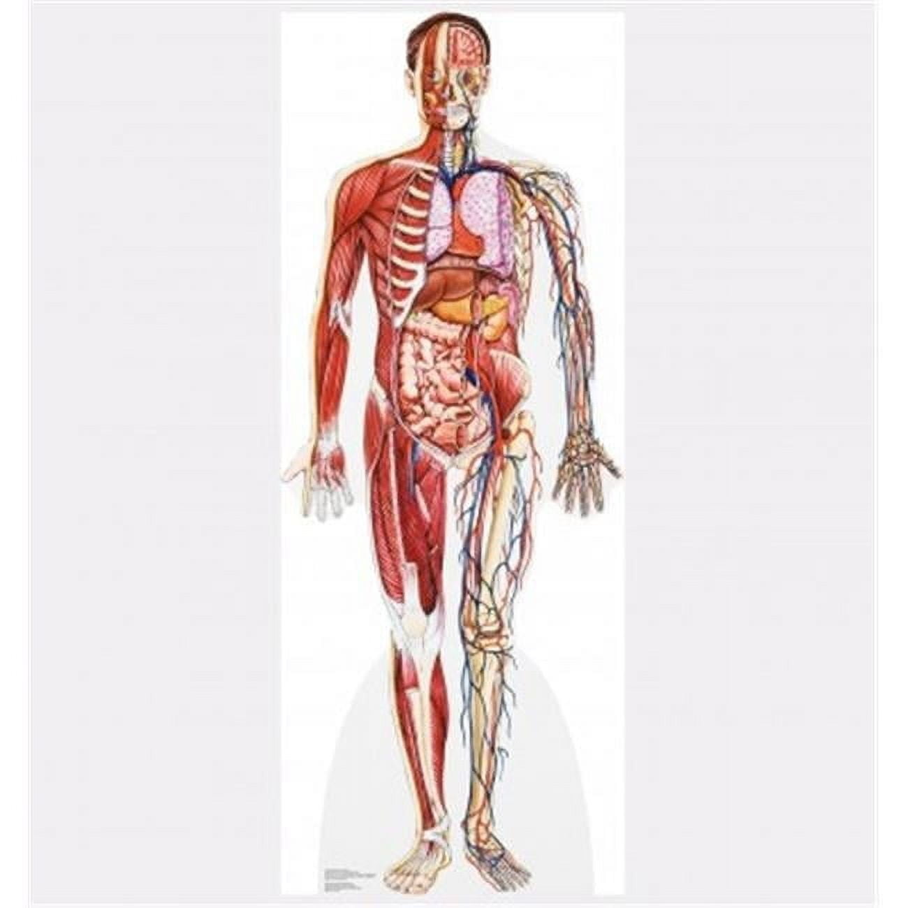 Life-Size Anatomy Cross Section Cardboard Standup