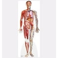 thumbnail image 1 of Anatomy Cross Section, 1 of 5
