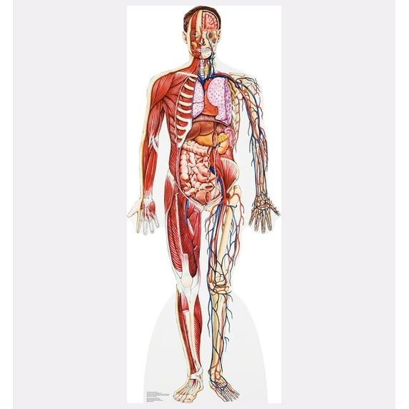 Anatomy Cross Section