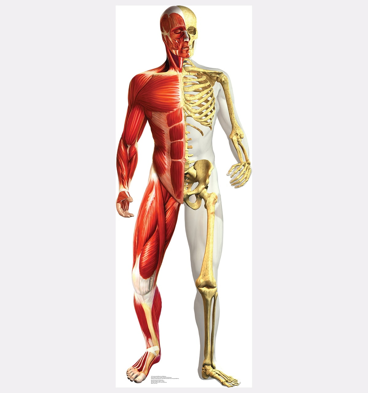 72'' Anatomy Cardboard Standup with Muscle and Skeleton