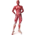 thumbnail image 1 of Anatomy Muscle System, 1 of 2