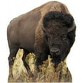 thumbnail image 1 of Bison, 1 of 2