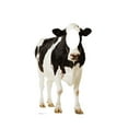 thumbnail image 1 of Advanced Graphics Cow Cardboard Cutout Life Size Stand-In, 1 of 2