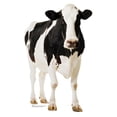 thumbnail image 1 of Advanced Graphics Life Size Cow Cardboard Stand-Up, 5ft, 1 of 5