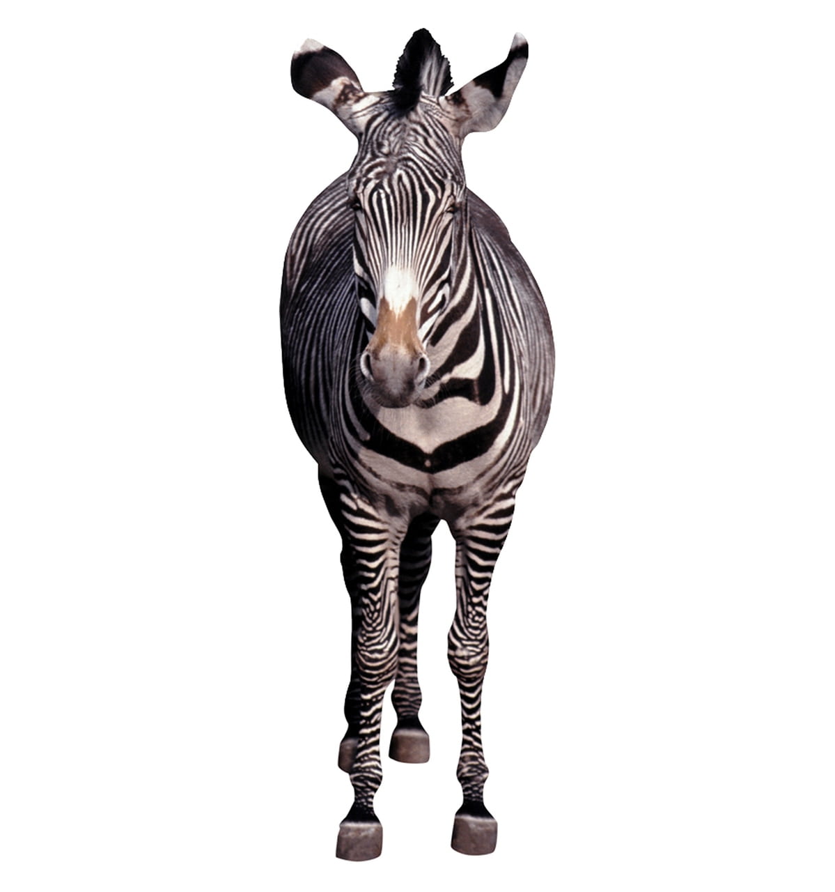 Life-Size Black and White Zebra Cardboard Standup