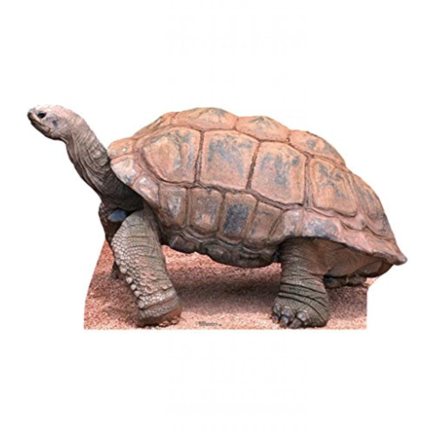Life-Size Brown Tortoise Cardboard Standup Cutout