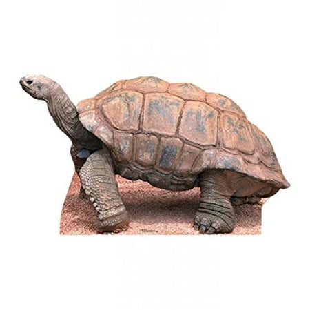Tortoise