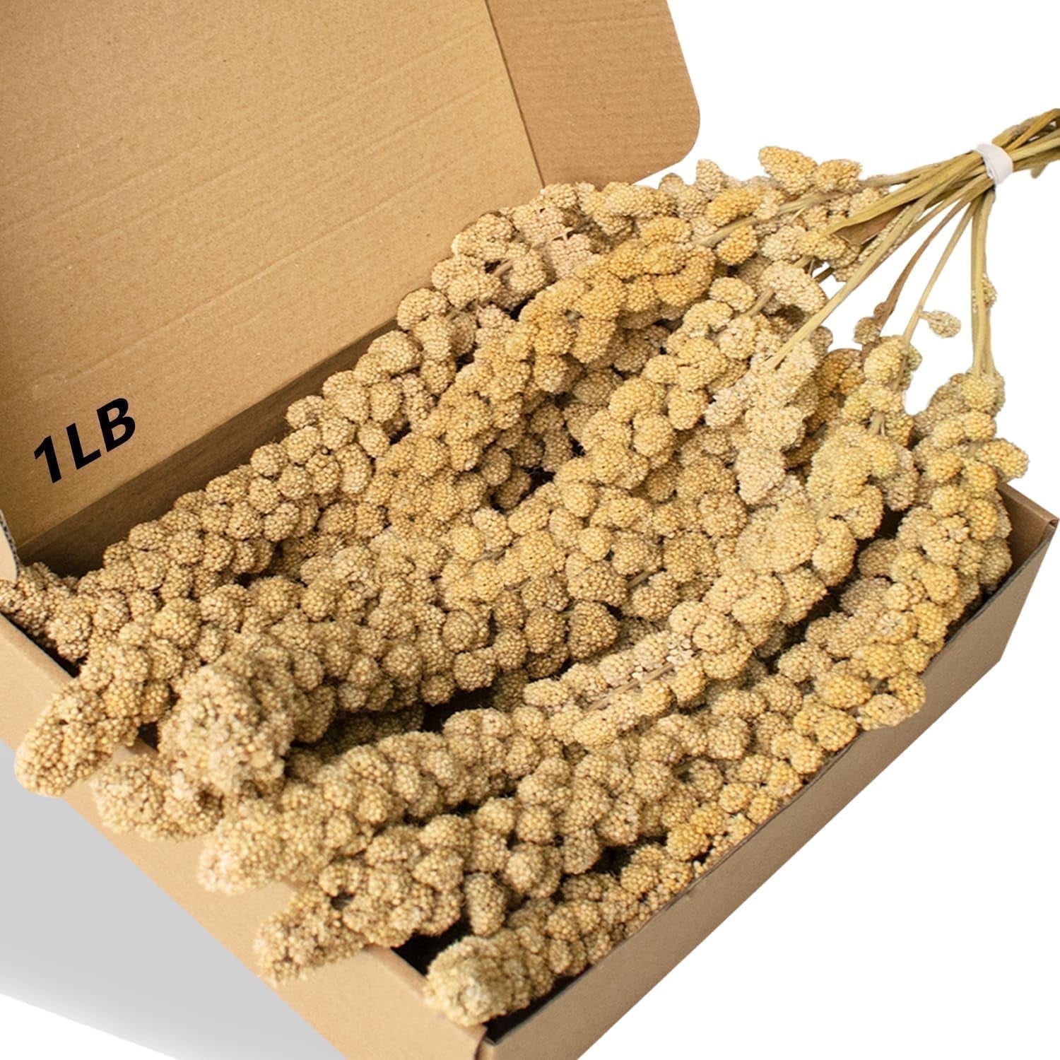 Advanllent Spray Millet for Birds, Grains, Birds Food Treats, 16oz